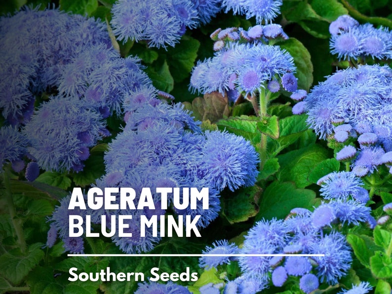 Ageratum, Blue Mink Dwarf 100 Seeds Heirloom Flower Stunning Blue Blooms, Wildflower, Cut Flowers Ageratum houstonianum image 1