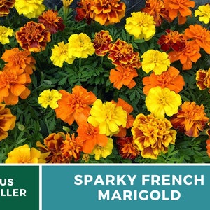 May include: A close-up image of a variety of orange, yellow, and red marigolds. The flowers are in full bloom and have a lush, vibrant appearance. The text "Sparky French Marigold" is displayed at the bottom of the image.