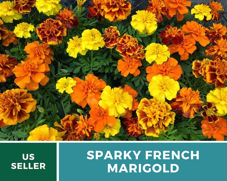 May include: A close-up image of a variety of orange, yellow, and red marigolds. The flowers are in full bloom and have a lush, vibrant appearance. The text "Sparky French Marigold" is displayed at the bottom of the image.