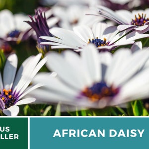 Daisy, African White Cape Marigold 25 Seeds Heirloom Flower White Blooms Dimorphotheca pluvialis image 7