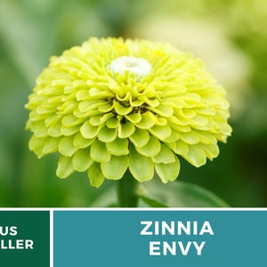 May include: A vibrant green Zinnia Envy flower with a white center. The flower is in full bloom and has a delicate, layered appearance.