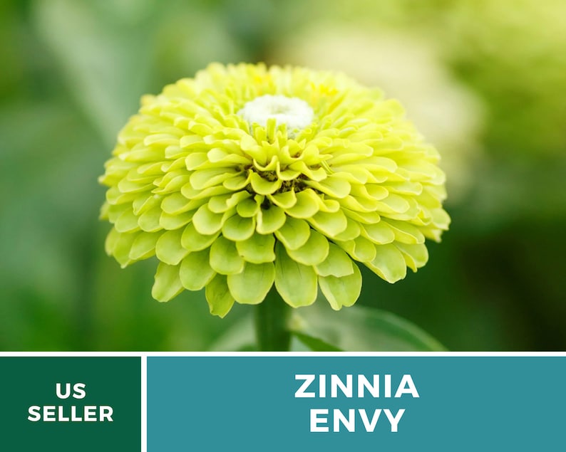 May include: A vibrant green Zinnia Envy flower with a white center. The flower is in full bloom and has a delicate, layered appearance.