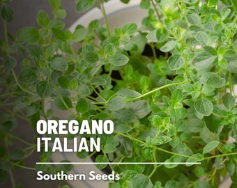 Oregano, Italian - 200 Seeds - Heirloom Herb - Traditional Herb in Italian Cuisine (Origanum vulgare)