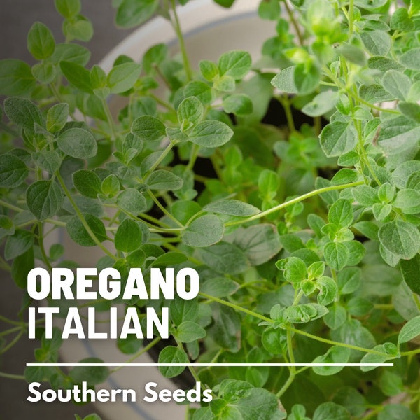 Oregano, Italian - 200 Seeds - Heirloom Herb - Traditional Herb in Italian Cuisine (Origanum vulgare)