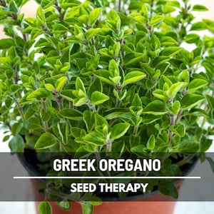 Greek Oregano Seeds – Heirloom Herb, Origanum Vulgare, Robust Mediterranean Flavor, Culinary Seasoning | 500 Seeds
