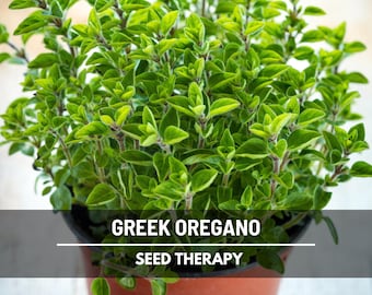 Greek Oregano Seeds, True Oregano with Spicy Mediterranean Flavor, Hardy Culinary Perennial, Heirloom, 200 Seeds