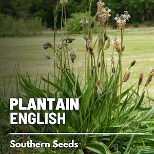 Plantain, English - 100 Seeds - Heirloom Herb - Medicinal and Edible - Used in Herbal Remedies (Plantago lanceolata)