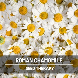 Roman Chamomile (Chamaemelum nobile) flower field with abundant blooms, traditional medicinal and groundcover plant - Seed Therapy