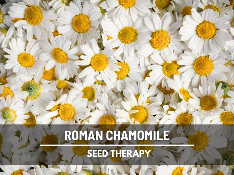 Roman Chamomile (Chamaemelum nobile) flower field with abundant blooms, traditional medicinal and groundcover plant - Seed Therapy