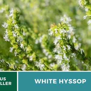 Hyssop, White Albus 50 Seeds Heirloom Herb Delicate White Flowers Hyssopus officinalis image 7