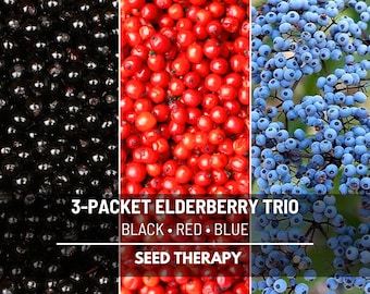 Elderberry Seed Collection – Heirloom, American Black, Red & Blue Elderberry Seeds for Medicinal or Culinary Use | 150 Seeds
