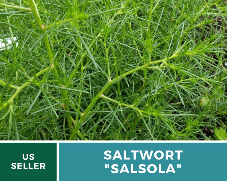 Puede incluir: Primer plano de una planta verde de hojas con el texto "SALTWORT "SALSOLA"" sobre un fondo azul verdoso. El texto "US SELLER" est&aacute; sobre un fondo verde.