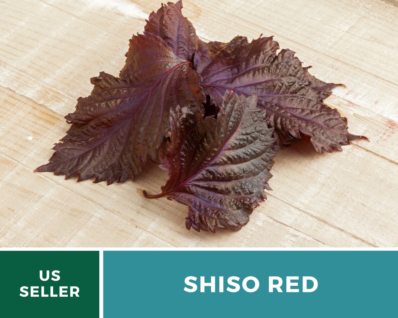 Shiso Red 200 Seeds Asian Culinary Herb Non GMO Etsy
