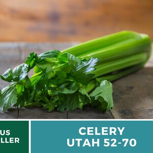 Utah 52-70 Celery Seeds – Heirloom, Non-GMO (300 Seeds) afbeelding 4