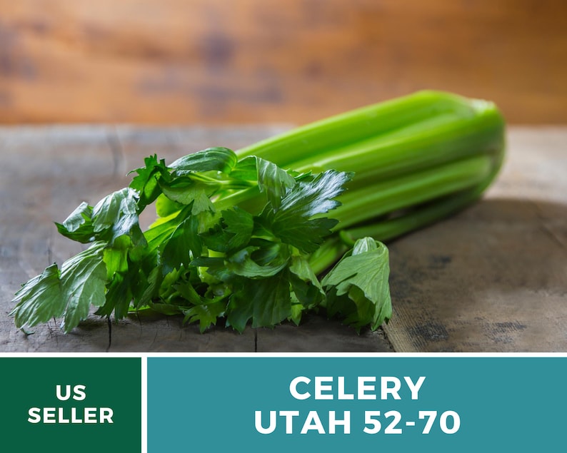 Utah 52-70 Celery Seeds – Heirloom, Non-GMO (300 Seeds) afbeelding 4