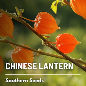 Chinese Lantern 50 Seeds Ornamental Heirloom Fruit Edible Red Berries Physalis alkekengi image 7