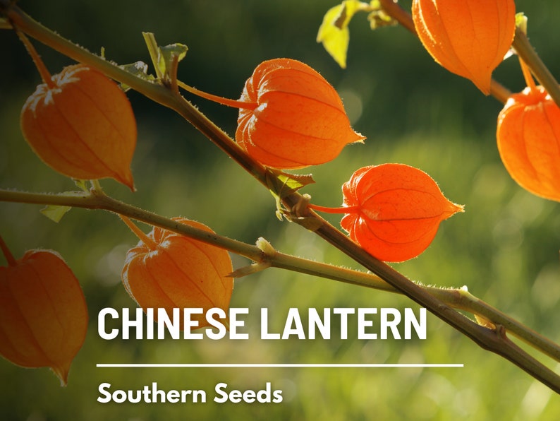 Chinese Lantern 50 Seeds Ornamental Heirloom Fruit Edible Red Berries Physalis alkekengi image 7