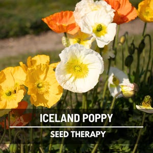 May include: Close-up of Iceland poppy flowers in shades of yellow, orange, and white with yellow centers. The image includes the text "ICELAND POPPY" and "SEED THERAPY". The flowers are in a garden setting.