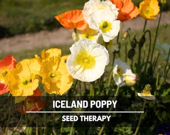 May include: Close-up of Iceland poppy flowers in shades of yellow, orange, and white with yellow centers. The image includes the text "ICELAND POPPY" and "SEED THERAPY". The flowers are in a garden setting.