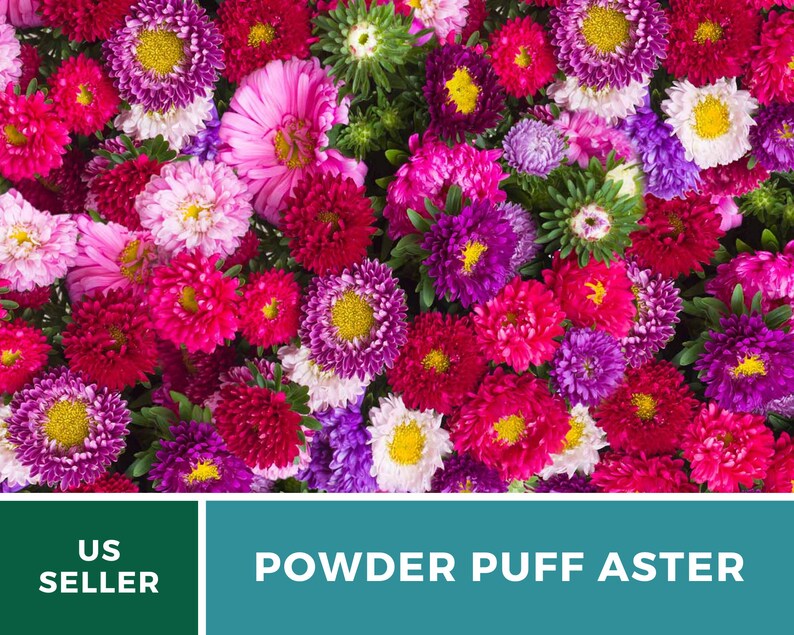 Aster Powder Puff Chinese Heirloom Seeds Nongmo Etsy