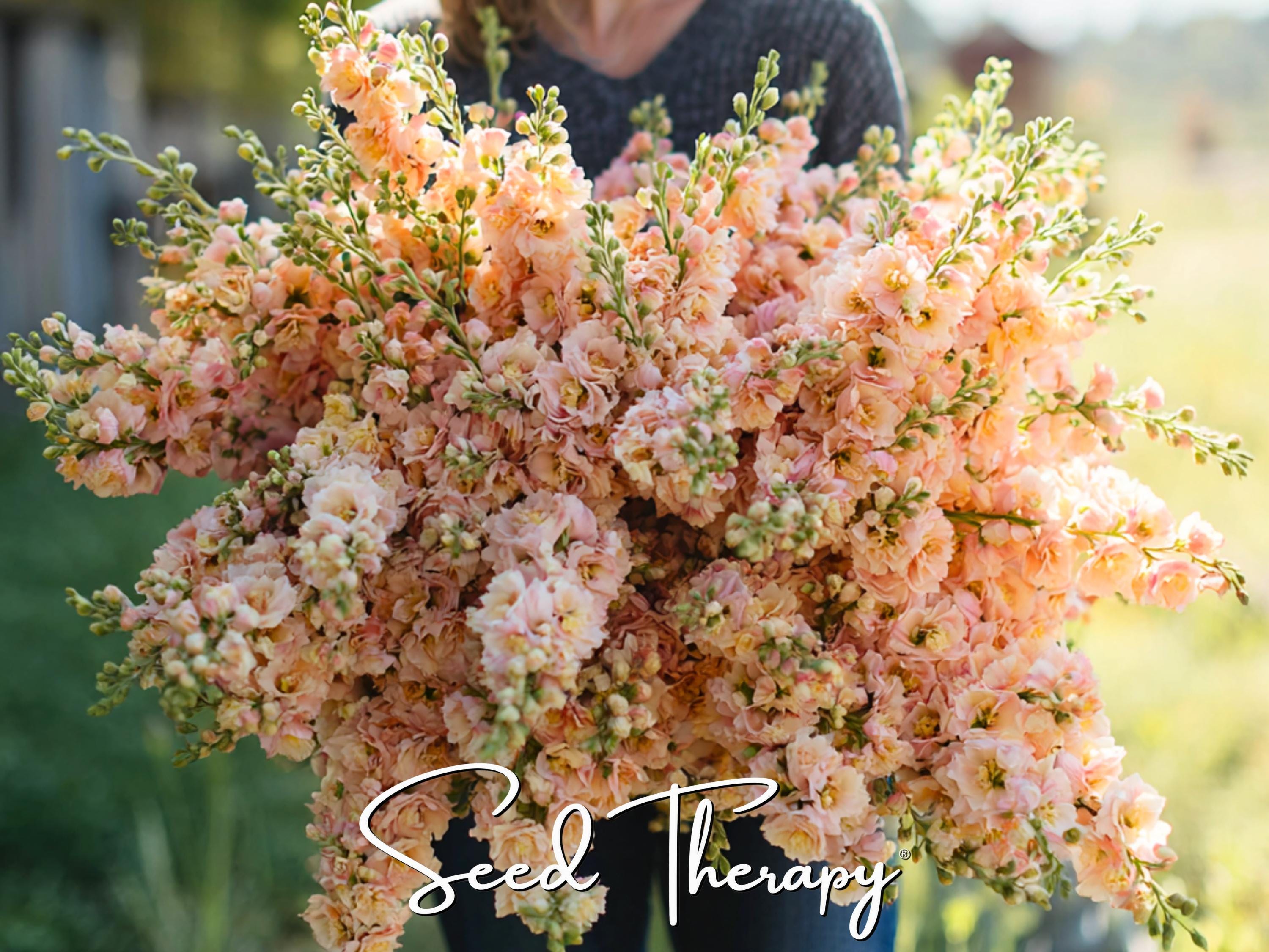 Apricot Column Stock Flower Seeds - Heirloom, Fragrant Blooms (50 Seeds)
