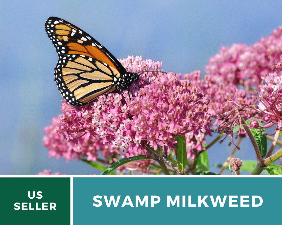 Milkweed Swamp Pink 50 Seeds Monarch Butterfly Plant Etsy UK