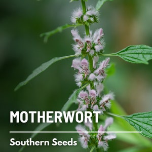 Motherwort 50 Seeds Heirloom Herb Medicinal Delicate Pink Flowers Leonurus cardiaca image 1