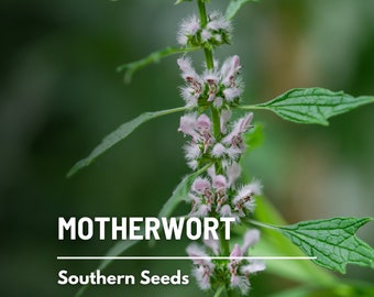 Motherwort - 50 Seeds - Heirloom Herb - Medicinal - Delicate Pink Flowers (Leonurus cardiaca)