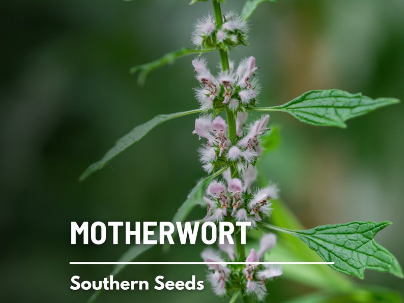 Motherwort 50 Seeds Heirloom Herb Medicinal Delicate Pink Flowers Leonurus cardiaca image 1