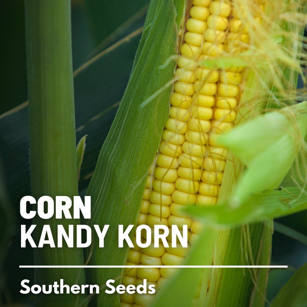 Corn, Kandy Korn - 60 Seeds - Sweet Corn - Hybrid Vegetable - Non-GMO (Zea mays)