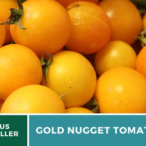 May include: Close-up of a group of bright yellow Gold Nugget tomatoes. The tomatoes are small and round, with a smooth, shiny skin.