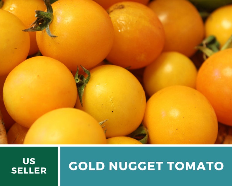 May include: Close-up of a group of bright yellow Gold Nugget tomatoes. The tomatoes are small and round, with a smooth, shiny skin.