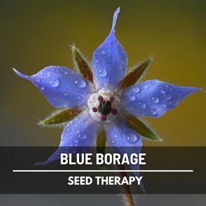 Borage Blue Seeds – Heirloom Medicinal and Culinary Herb, Non-GMO, Beautiful Edible Flowers for Herbal Gardens and Wellness | 100 Seeds