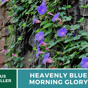 May include: A close-up of a brick wall covered in a vine with blue morning glory flowers. The text "HEAVENLY BLUE MORNING GLORY" is displayed below the image.