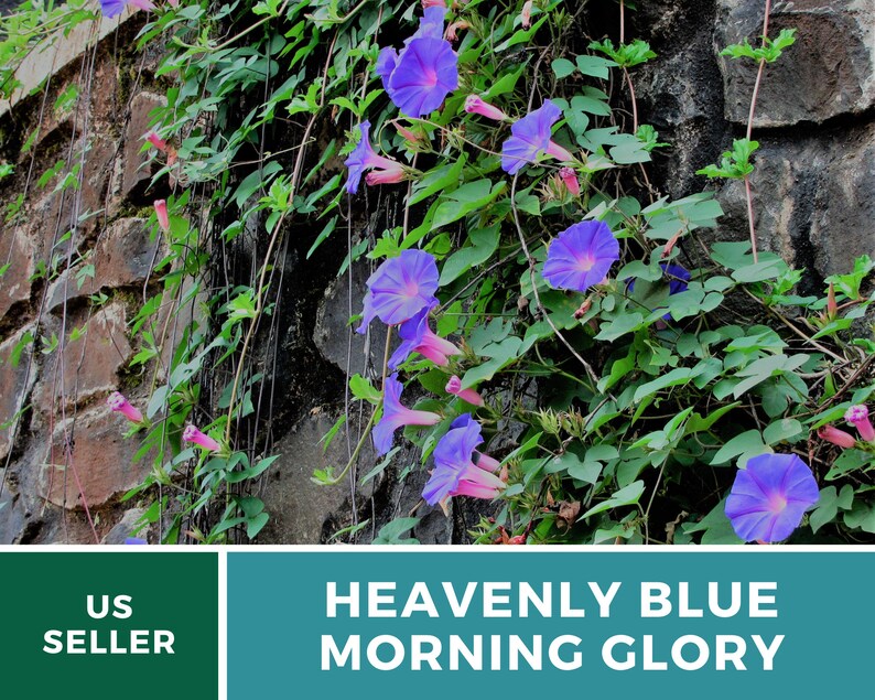 May include: A close-up of a brick wall covered in a vine with blue morning glory flowers. The text "HEAVENLY BLUE MORNING GLORY" is displayed below the image.