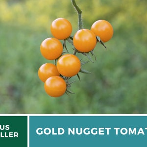 May include: A cluster of small, bright orange tomatoes, known as Gold Nugget tomatoes, hang from a vine against a blurred green background. The tomatoes are ripe and ready to be picked.