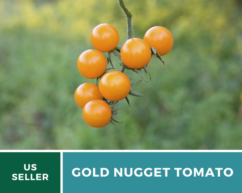 May include: A cluster of small, bright orange tomatoes, known as Gold Nugget tomatoes, hang from a vine against a blurred green background. The tomatoes are ripe and ready to be picked.