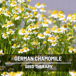 German Chamomile Seeds – Heirloom Medicinal and Culinary Herb, Non‑GMO, Open Pollinated, Tea Garden Favorite | 200 Seeds