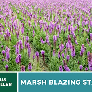 May include: A field of purple Marsh Blazing Star flowers in bloom. The flowers are tall and slender, with a deep purple color. The field is green and lush, with a path running through the center.