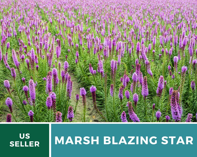 May include: A field of purple Marsh Blazing Star flowers in bloom. The flowers are tall and slender, with a deep purple color. The field is green and lush, with a path running through the center.