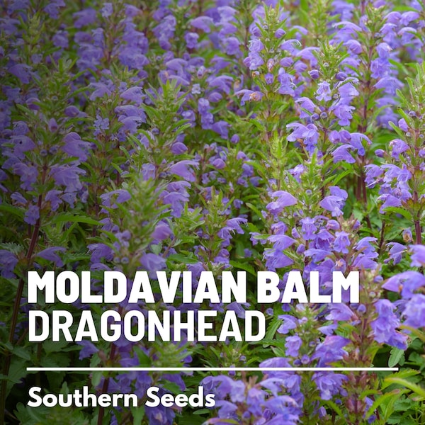 Moldavian Balm, Dragonhead - 50 Seeds - Heirloom Herb - Used in Herbal Teas (Dracocephalum moldavicum)