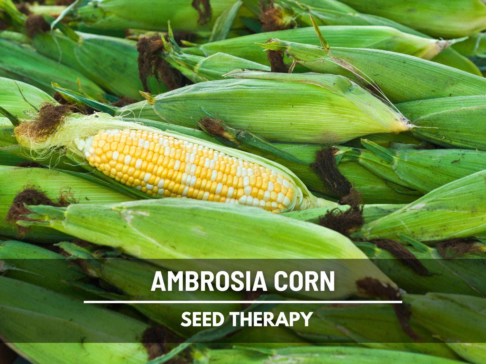 Ambrosia Sweet Corn Seeds, Hybrid Bicolor Yellow White Vegetable Garden ...
