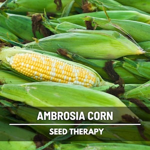 Pile of Ambrosia Corn with husks attached, freshly harvested – Seed Therapy