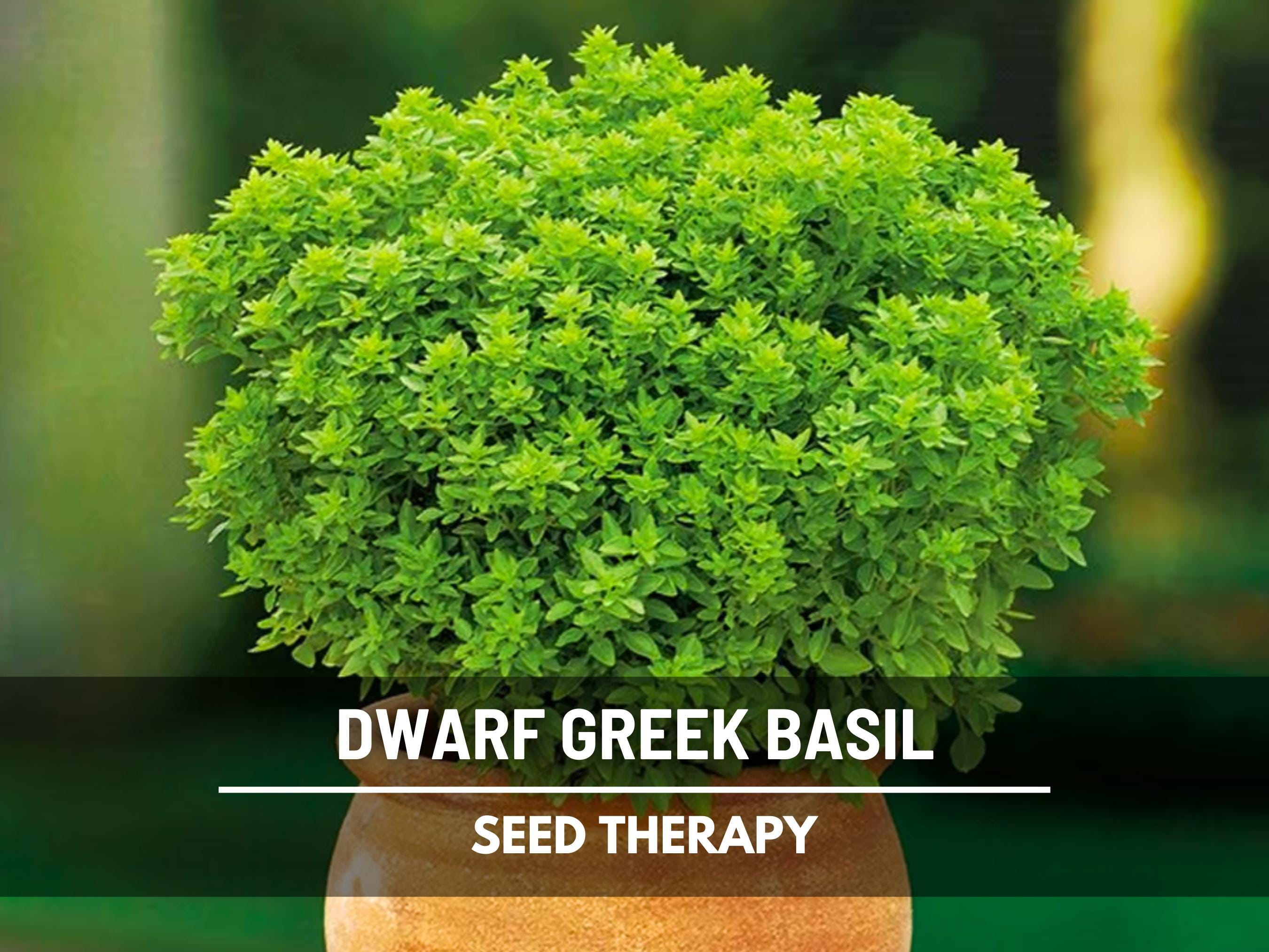Dwarf Greek Basil Seeds – Heirloom, Compact Globe Shape & Perfect for Containers, Windowsills, Culinary Herb | 250 Seeds