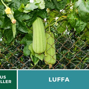 Puede incluir: Calabazas de luffa verdes colgando de una valla de cadena. Las calabazas est&aacute;n creciendo en una vid con grandes hojas verdes. El texto "US SELLER" y "LUFFA" es visible en la imagen.