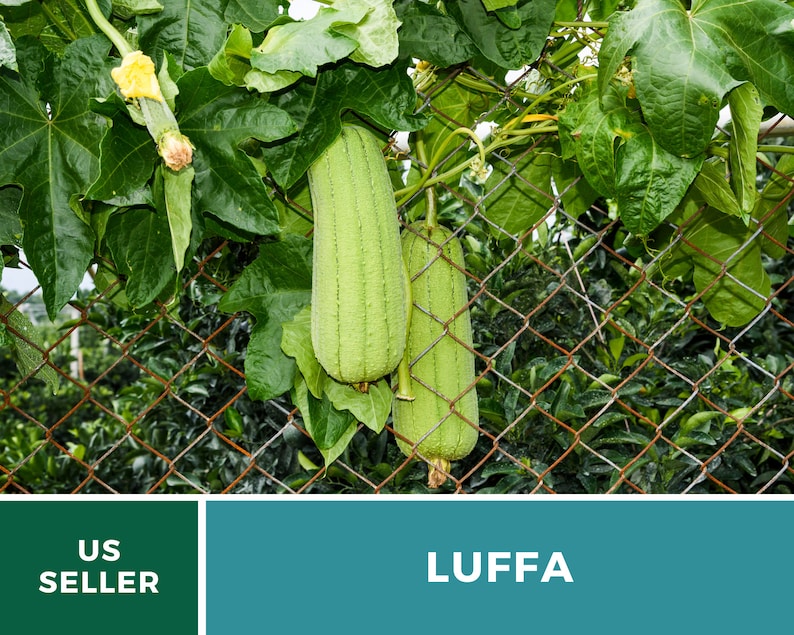 Puede incluir: Calabazas de luffa verdes colgando de una valla de cadena. Las calabazas est&aacute;n creciendo en una vid con grandes hojas verdes. El texto "US SELLER" y "LUFFA" es visible en la imagen.
