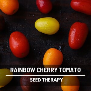 Peut inclure: Une collection de tomates cerises arc-en-ciel fra&icirc;ches et humides dans des tons de rouge, orange, jaune et brun fonc&eacute;. Le texte RAINBOW CHERRY TOMATO SEED THERAPY est imprim&eacute; en blanc au centre de l'image sur les produits dispers&eacute;s.