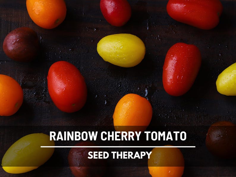 Peut inclure: Une collection de tomates cerises arc-en-ciel fra&icirc;ches et humides dans des tons de rouge, orange, jaune et brun fonc&eacute;. Le texte RAINBOW CHERRY TOMATO SEED THERAPY est imprim&eacute; en blanc au centre de l'image sur les produits dispers&eacute;s.