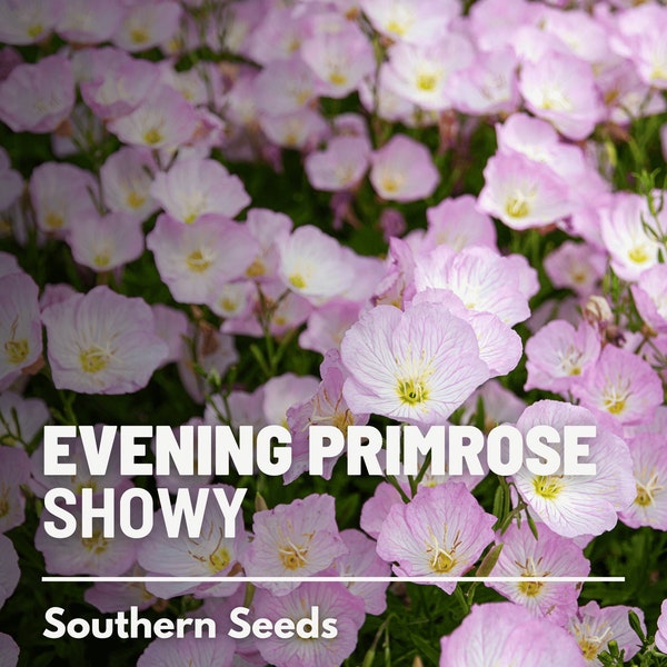 Evening Primrose, Showy (Pink Ladies) - 100 Seeds - Heirloom Flower - Medicinal Herb (Oenothera speciosa)