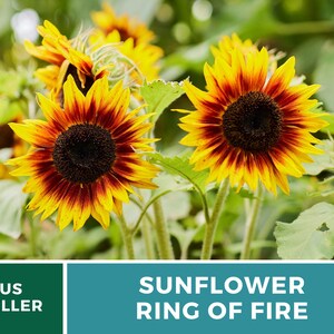 Sunflower, Ring of Fire 25 Seeds Heirloom Flower, Bicolored Blooms, Culinary & Medicinal Plant, Garden Gift Helianthus annuus image 4